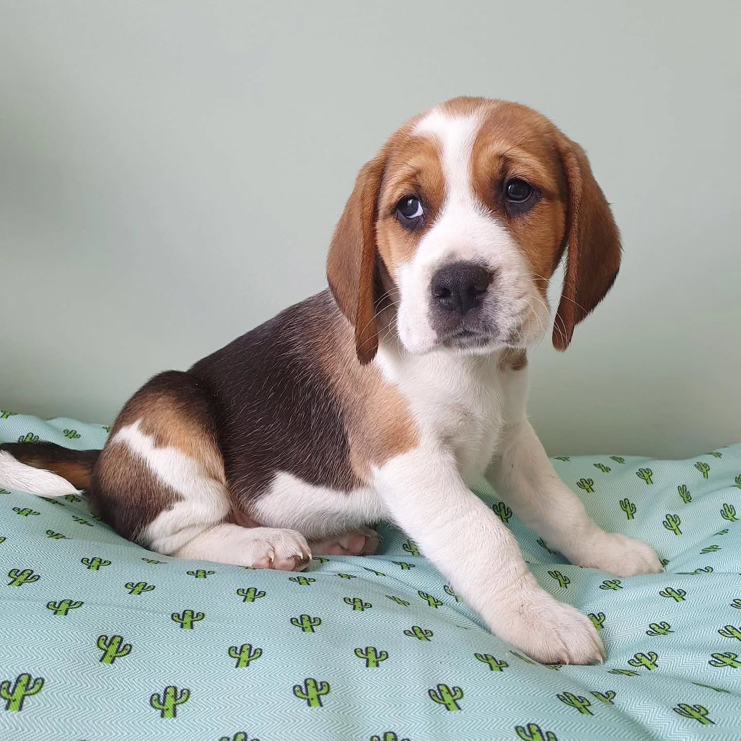 beagle_puppies_spot_1712018555_3336975959033394508_59879548363
