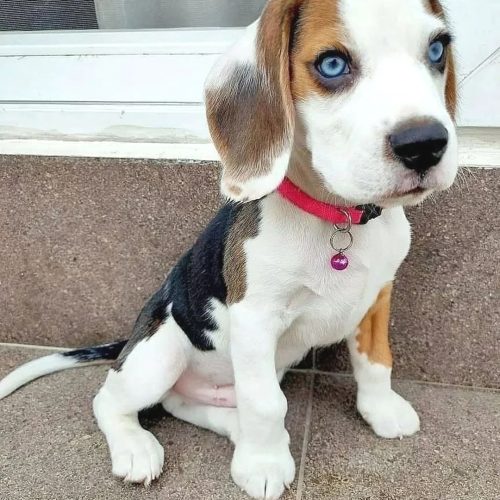 beagle.kiss.love_1748290106_3641243789576533507_12665984944