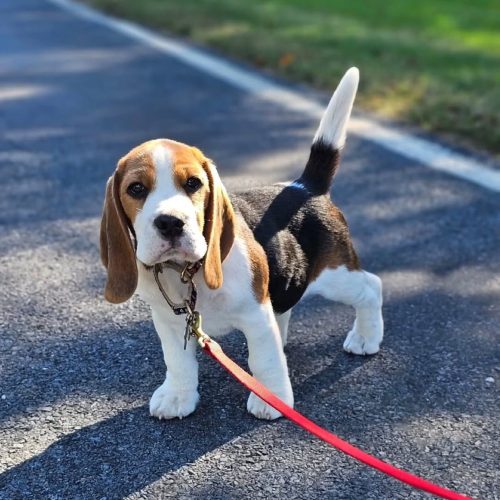 beagle_l_o_v_e_1746556769_3626703500706725717_40359950031