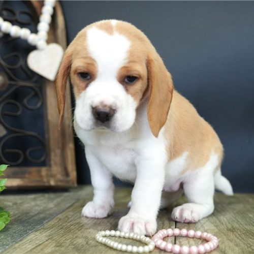 imgi_3_beagle-puppy-picture-40a04bd7-d815-4c27-8e76-c1d56570dcc6