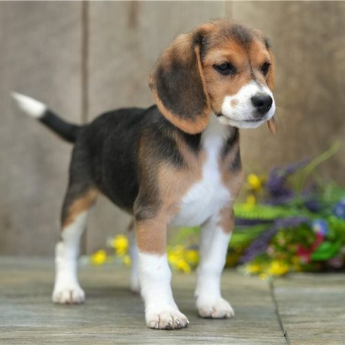 imgi_45_beagle-puppy-picture-6de43eae-03ad-4dea-b5fd-ff521b355c75