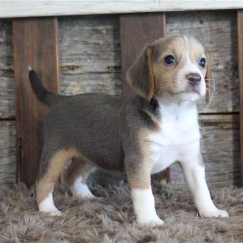 imgi_4_beagle-puppy-picture-0574add5-5ecb-41f3-99c0-967e9edab131
