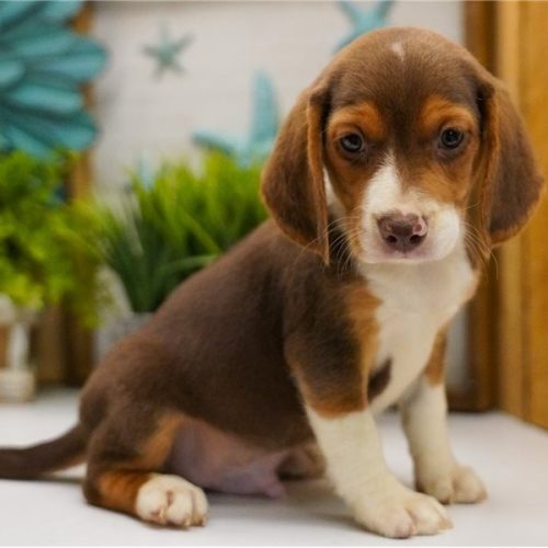imgi_52_beagle-puppy-picture-78b327a9-0959-48bc-ae3c-d91c1ec78172