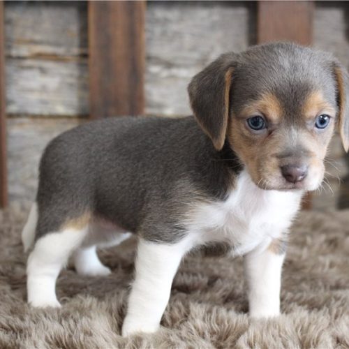 imgi_6_beagle-puppy-picture-33e2052b-bb01-4ebe-9531-05e7253bd2d2