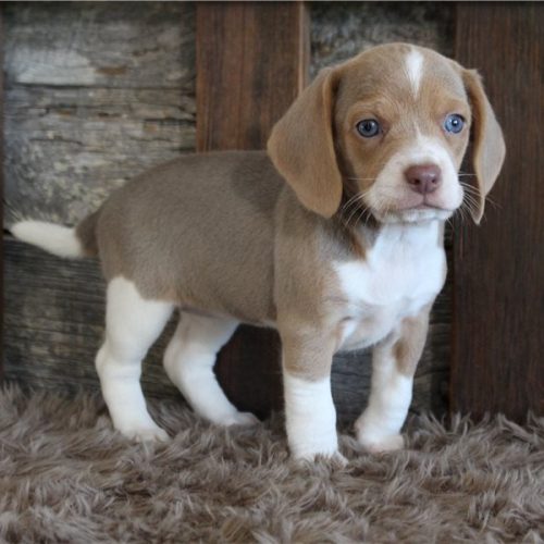 imgi_6_beagle-puppy-picture-ccb88d2b-c64f-4c77-a12f-27d109051895