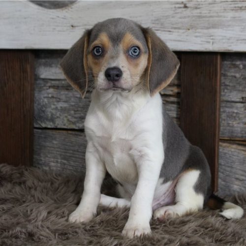 imgi_6_beagle-puppy-picture-ec9af900-da00-4b0f-a972-6d06d3623c5f