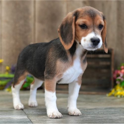 imgi_7_beagle-puppy-picture-034818a1-8a76-4bc2-9339-fcb2106e0bef