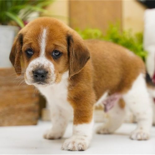 imgi_8_beagle-puppy-picture-b2f95ba4-a371-4d11-8aaf-0a4b4483eb87
