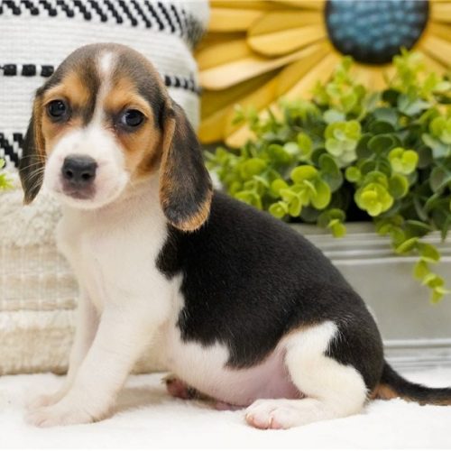 imgi_9_beagle-puppy-picture-1e1f911d-c8f3-484b-ae05-5b35ce057e6a